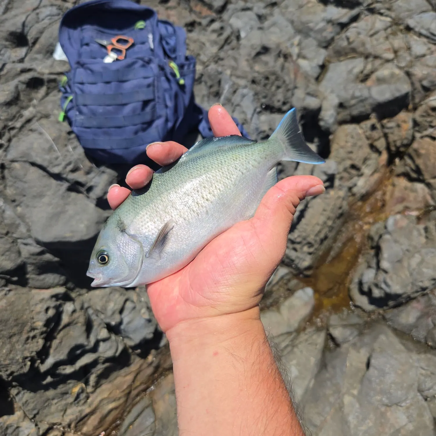 The most recent Halfmoon catches on Fishbrain