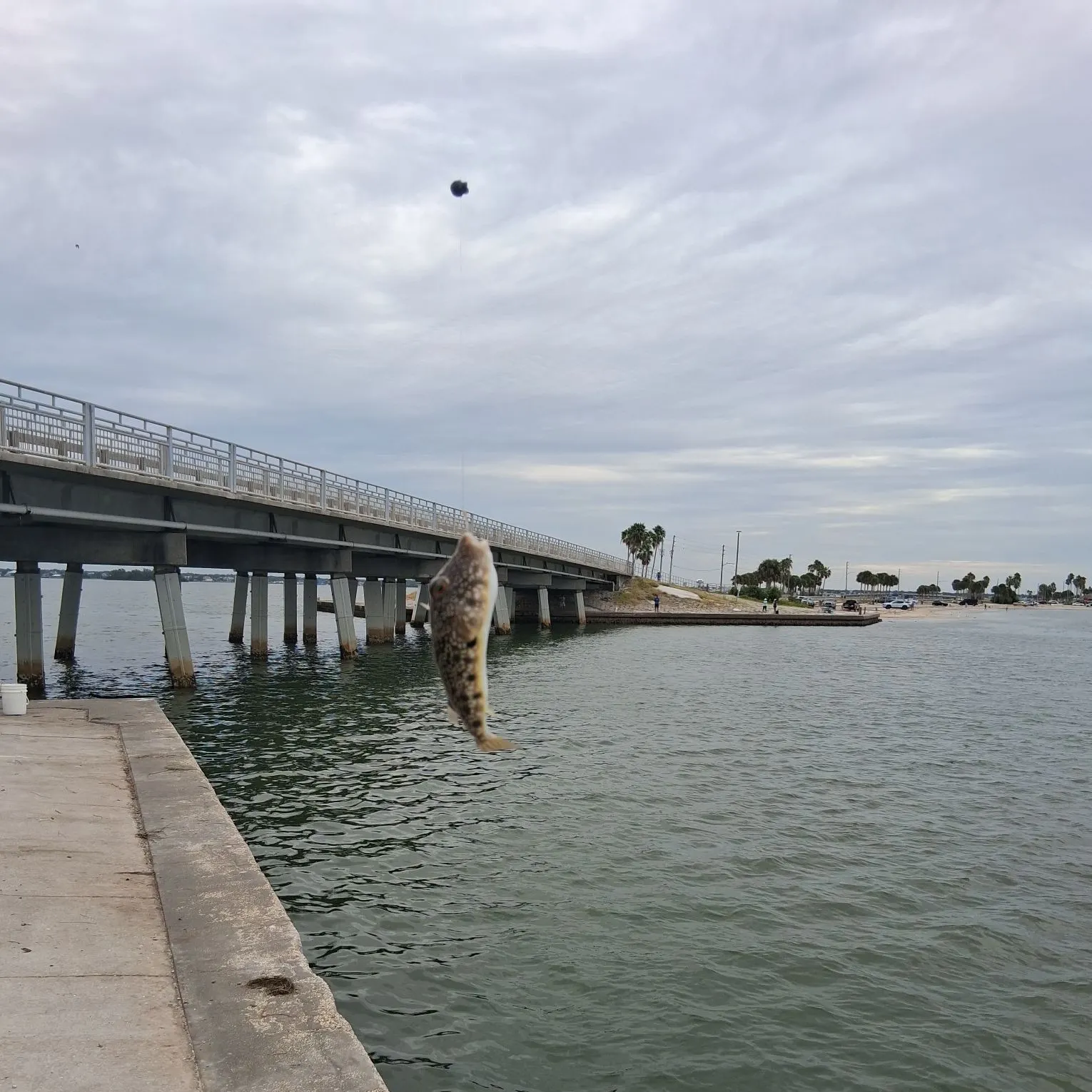The most recent Panther puffer catches on Fishbrain