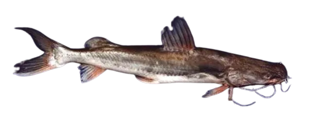 Giant river-catfish
