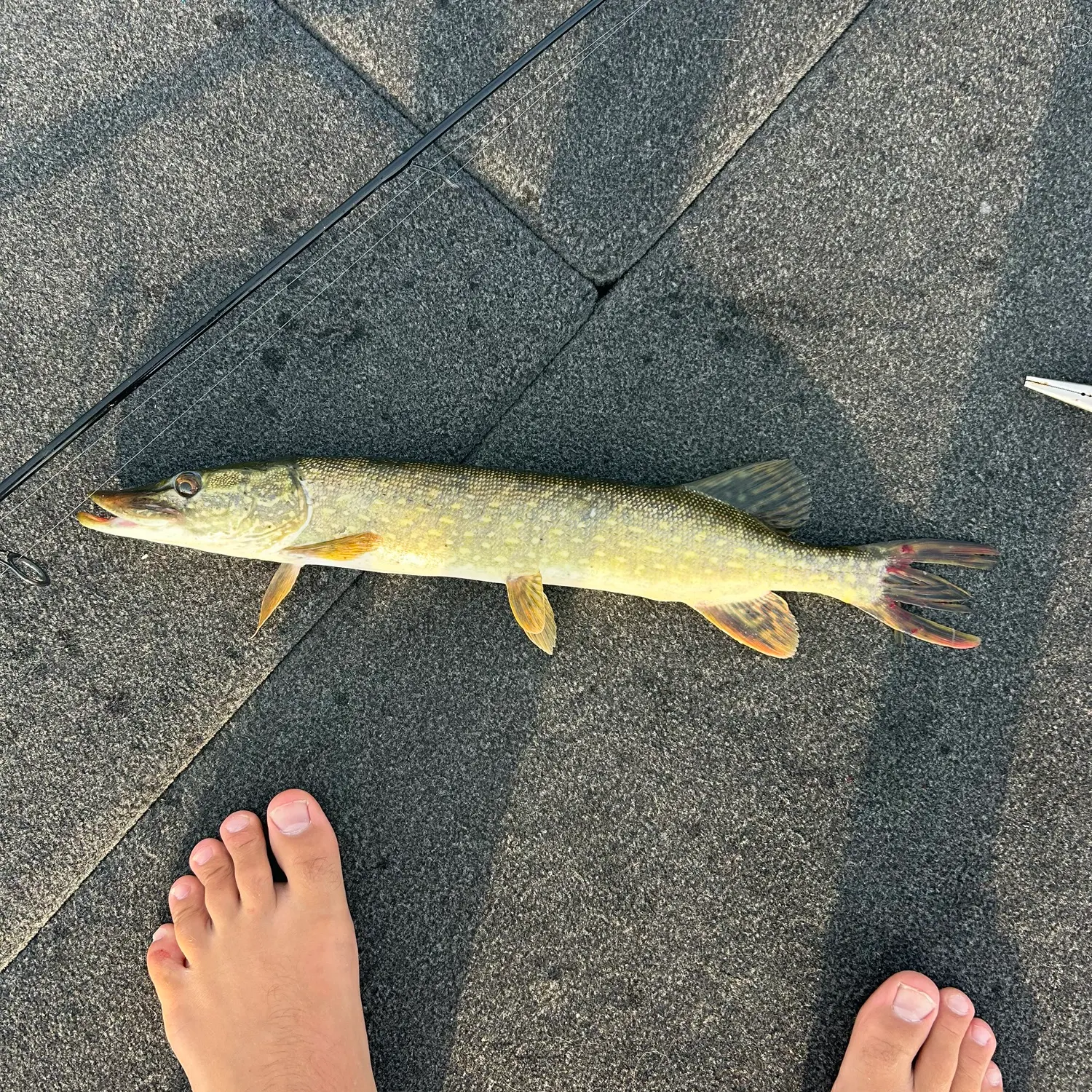 recently logged catches