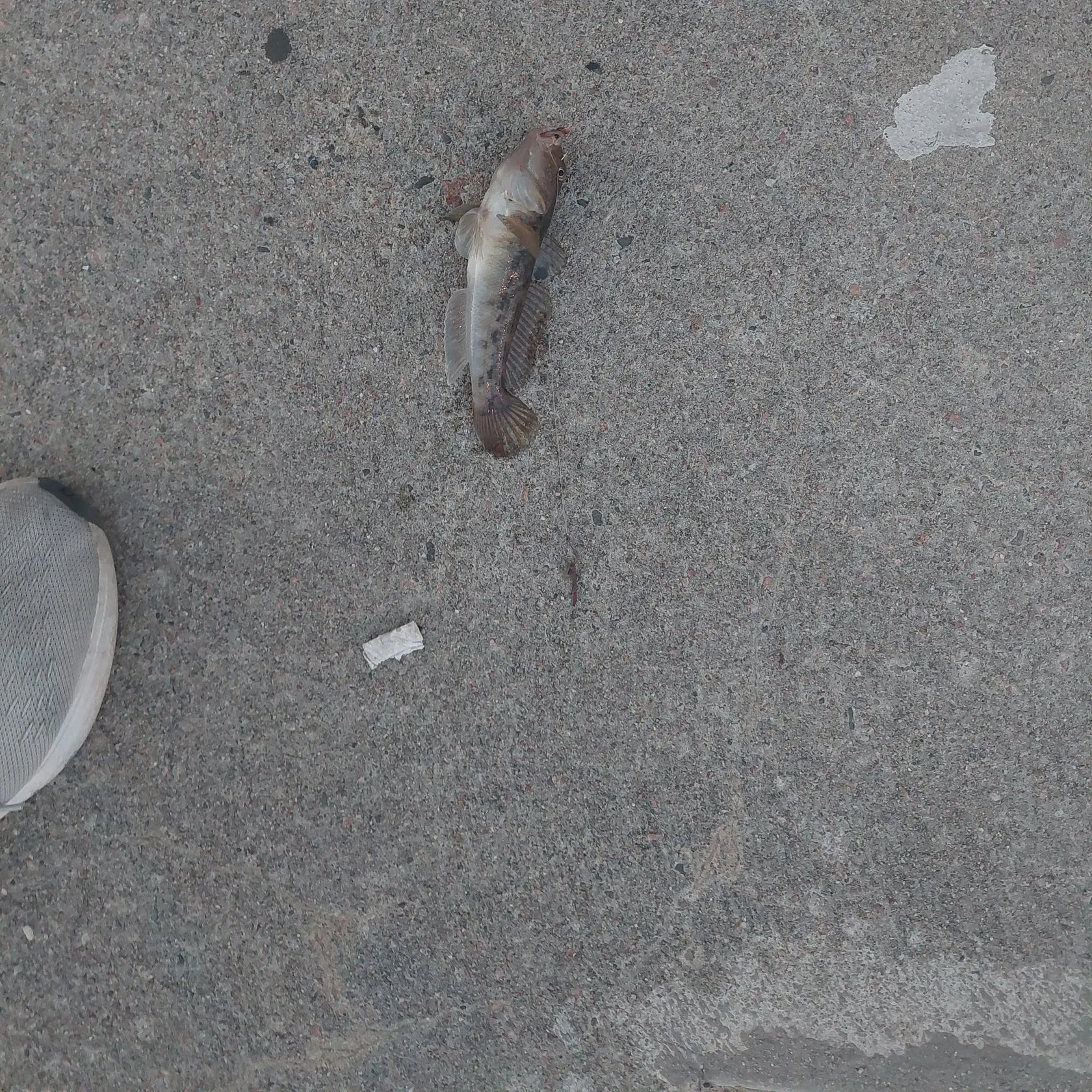 Round goby caught on Fishbrain