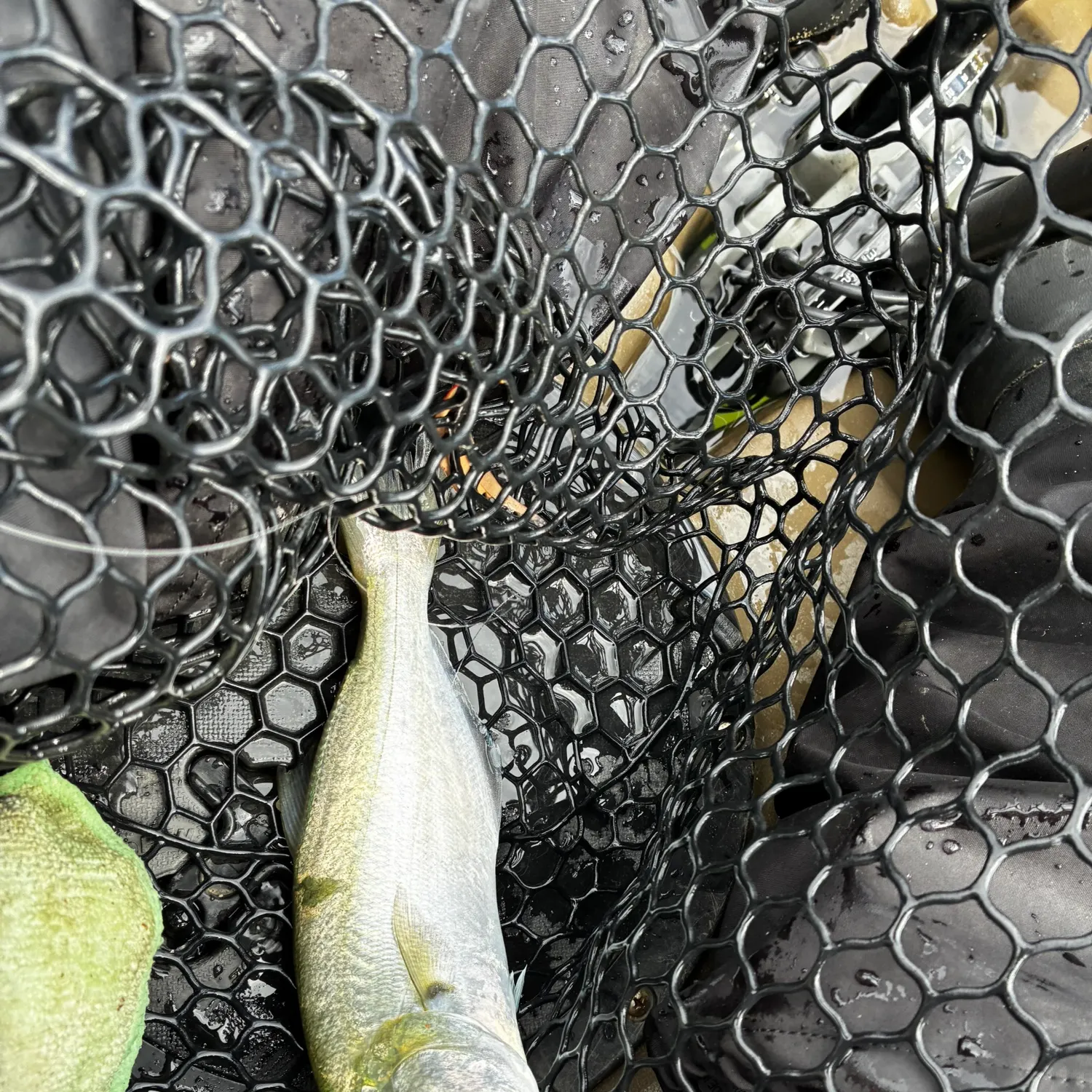 Bluefish caught on Fishbrain