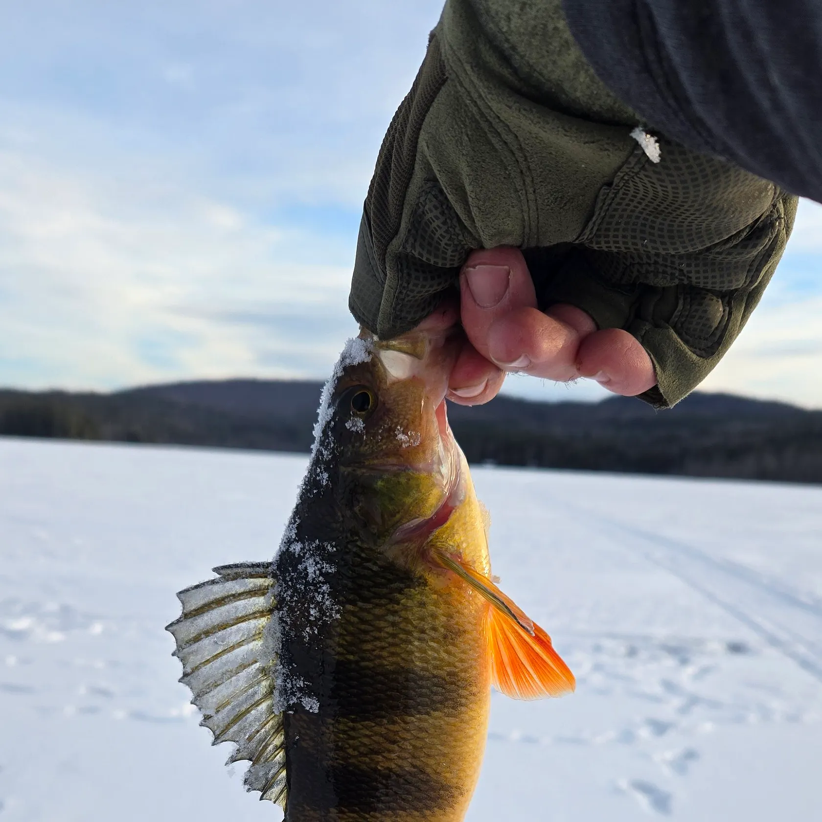 The most recent Yellow perch catches on Fishbrain