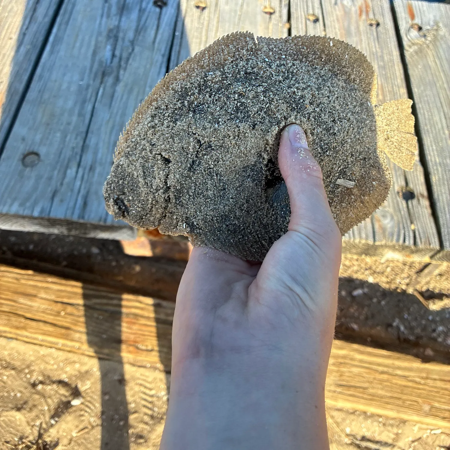 Summer flounder caught on Fishbrain