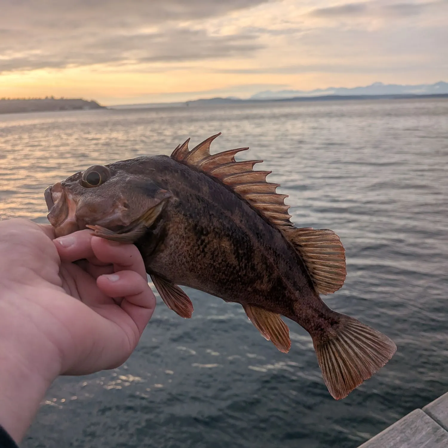 The most recent Copper rockfish catches on Fishbrain