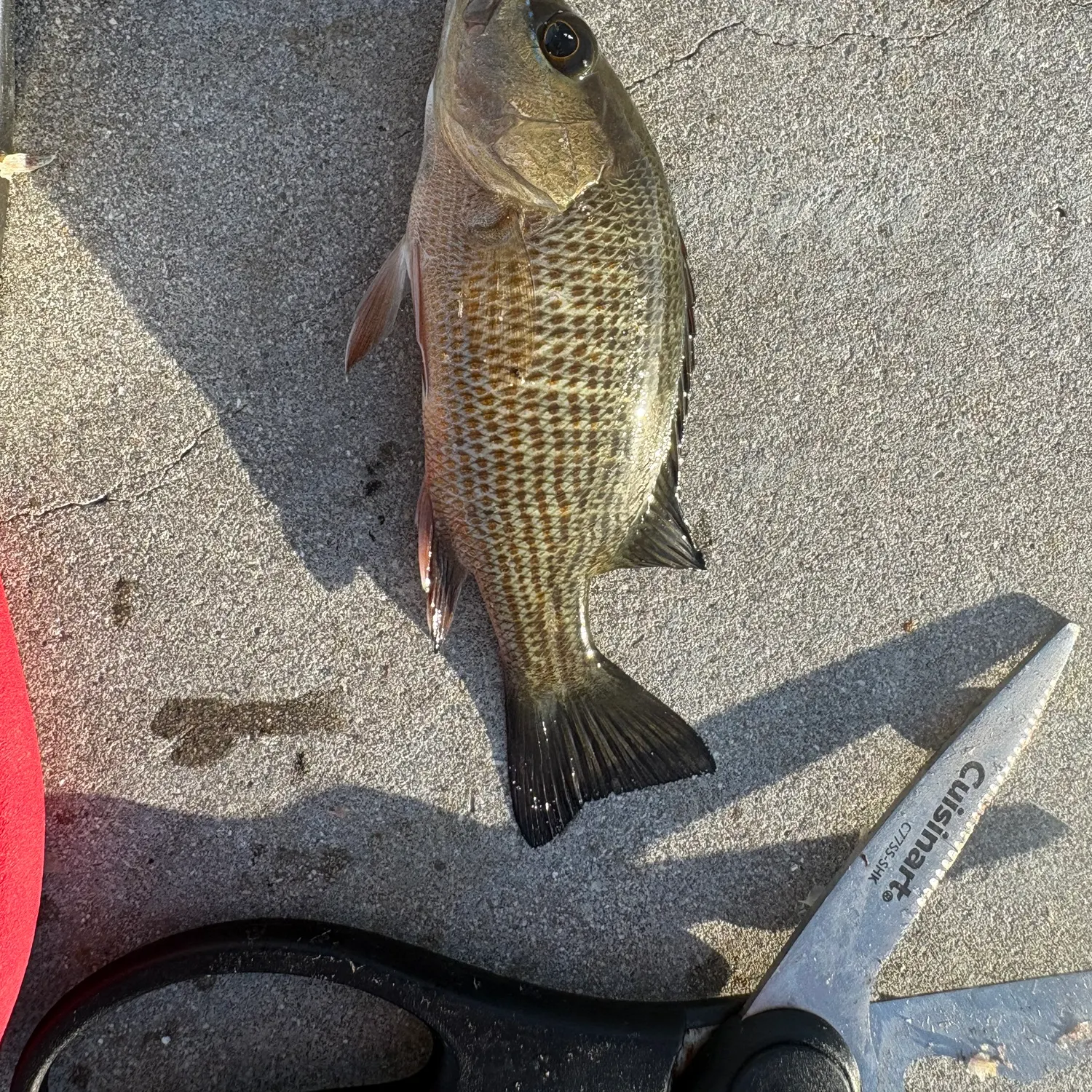 The most recent Cubera snapper catches on Fishbrain