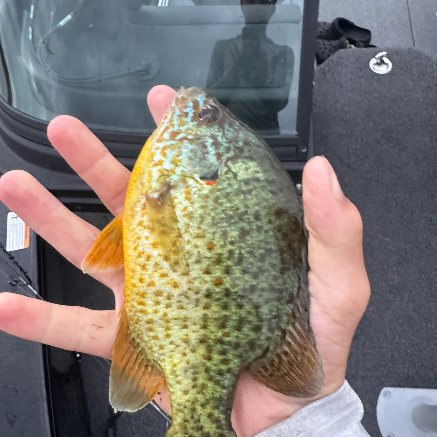 Greengill hybrid caught on Fishbrain