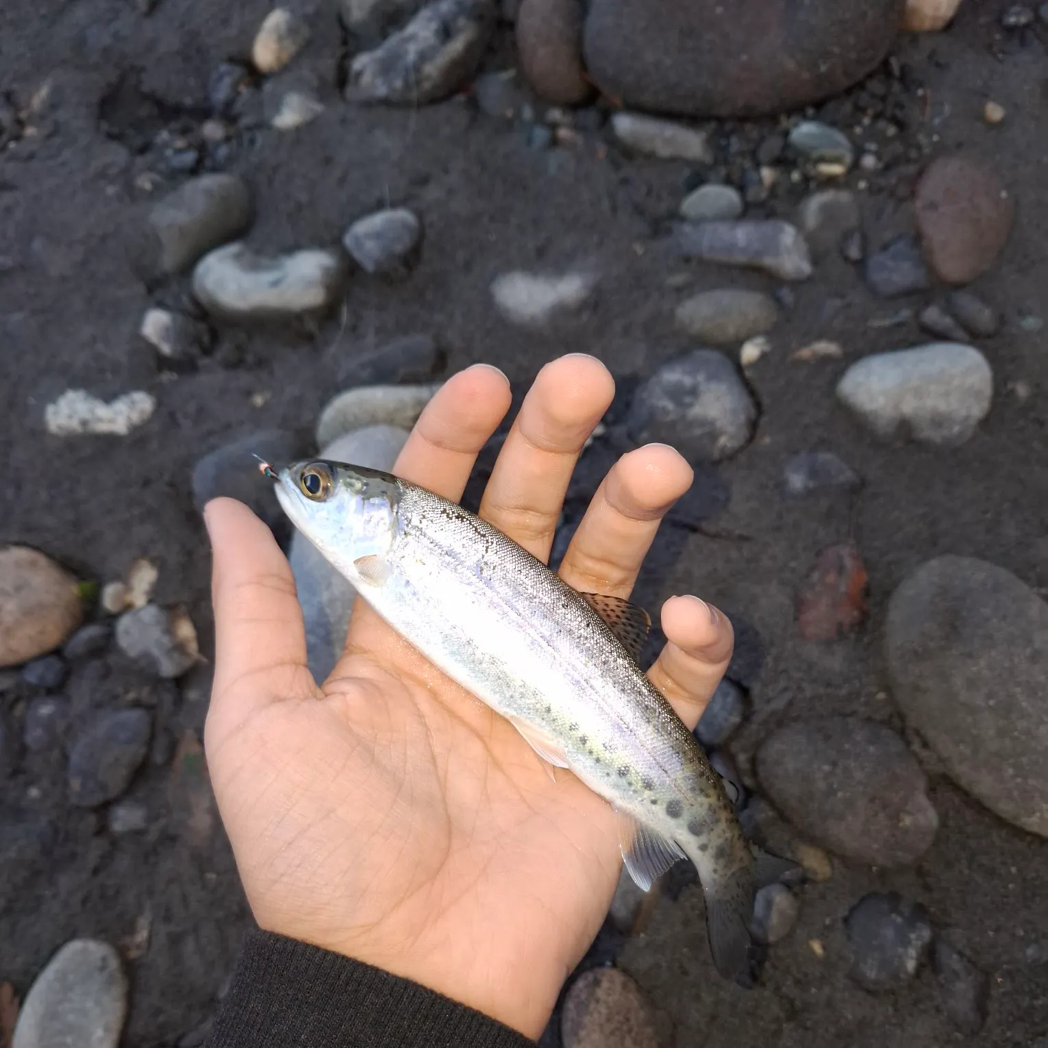 Rainbow trout caught on Fishbrain