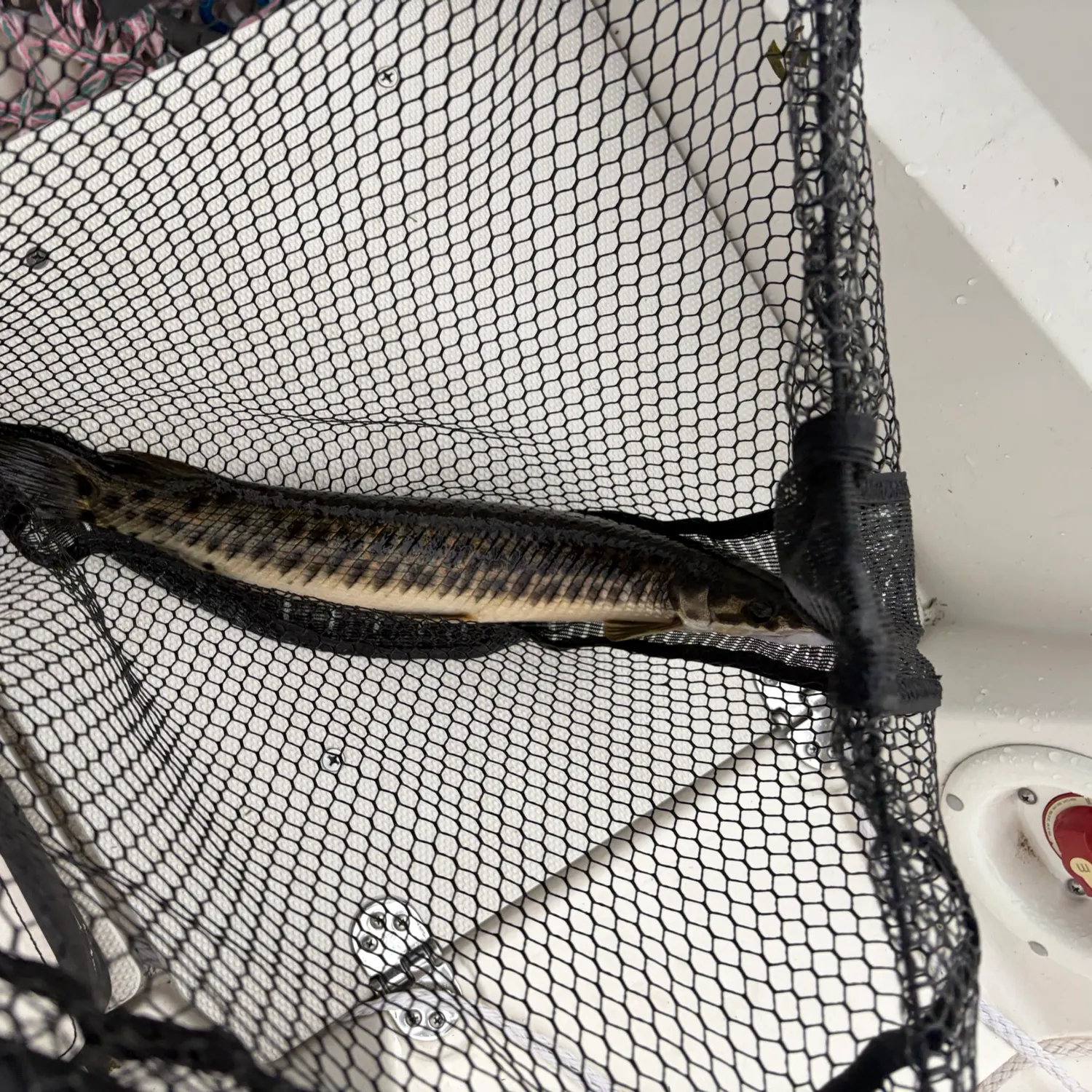 Florida gar caught on Fishbrain
