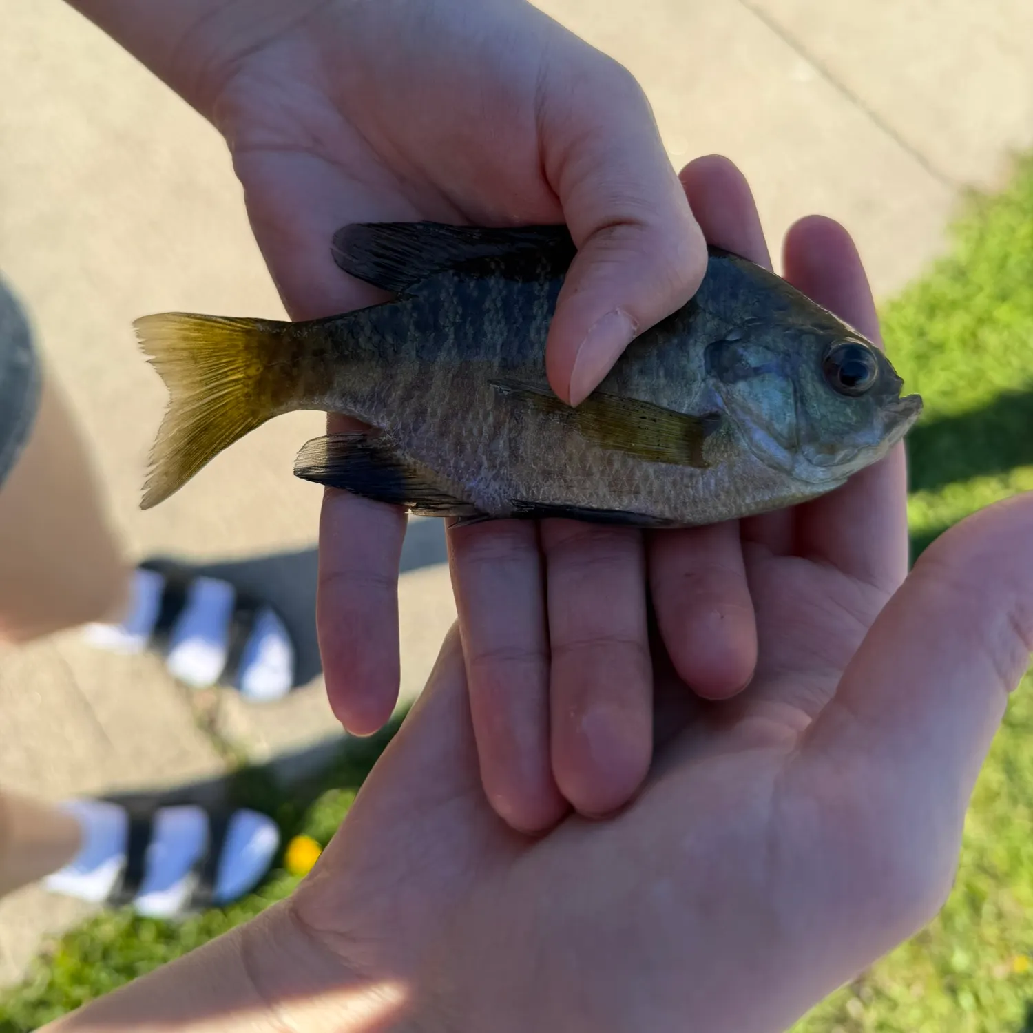The most recent Bluegill catches on Fishbrain