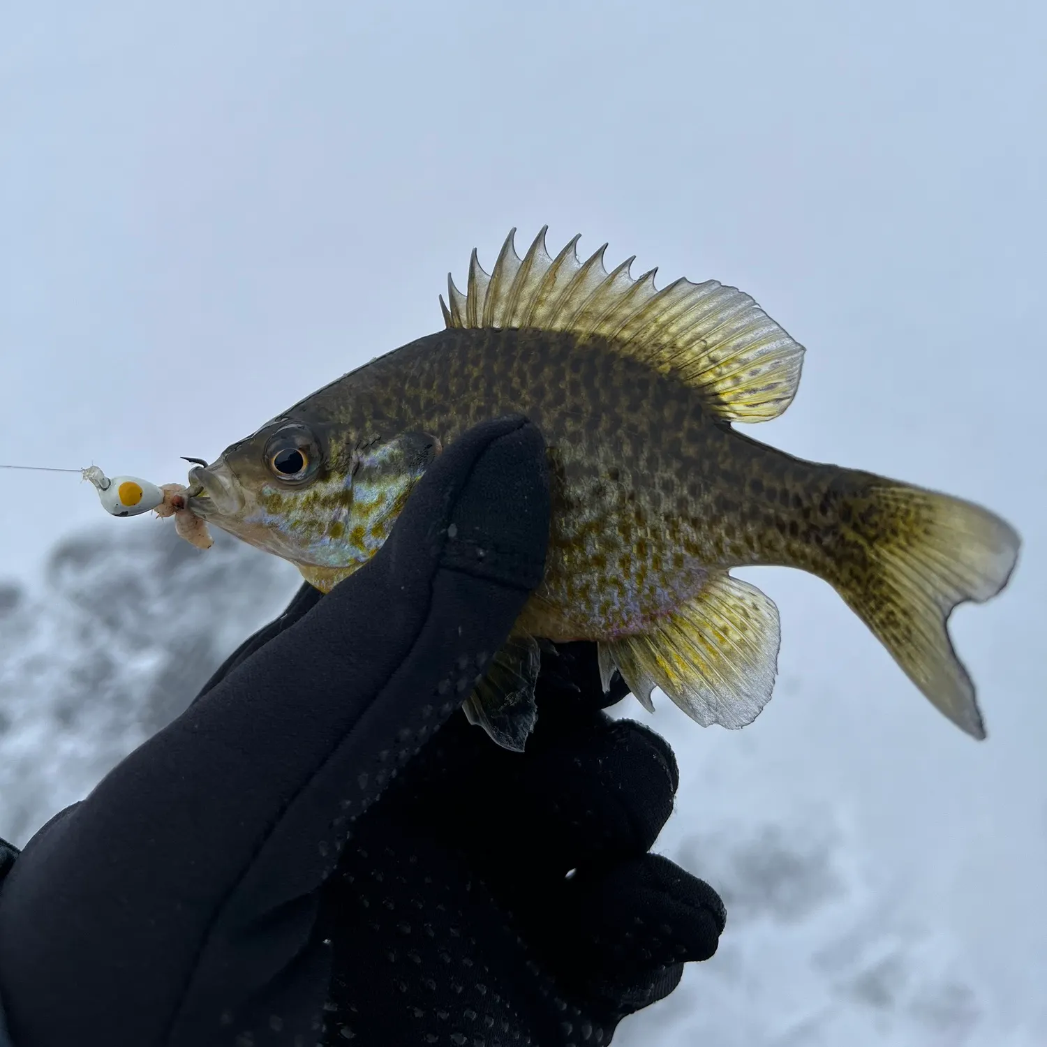 The most recent Pumpkinseed catches on Fishbrain