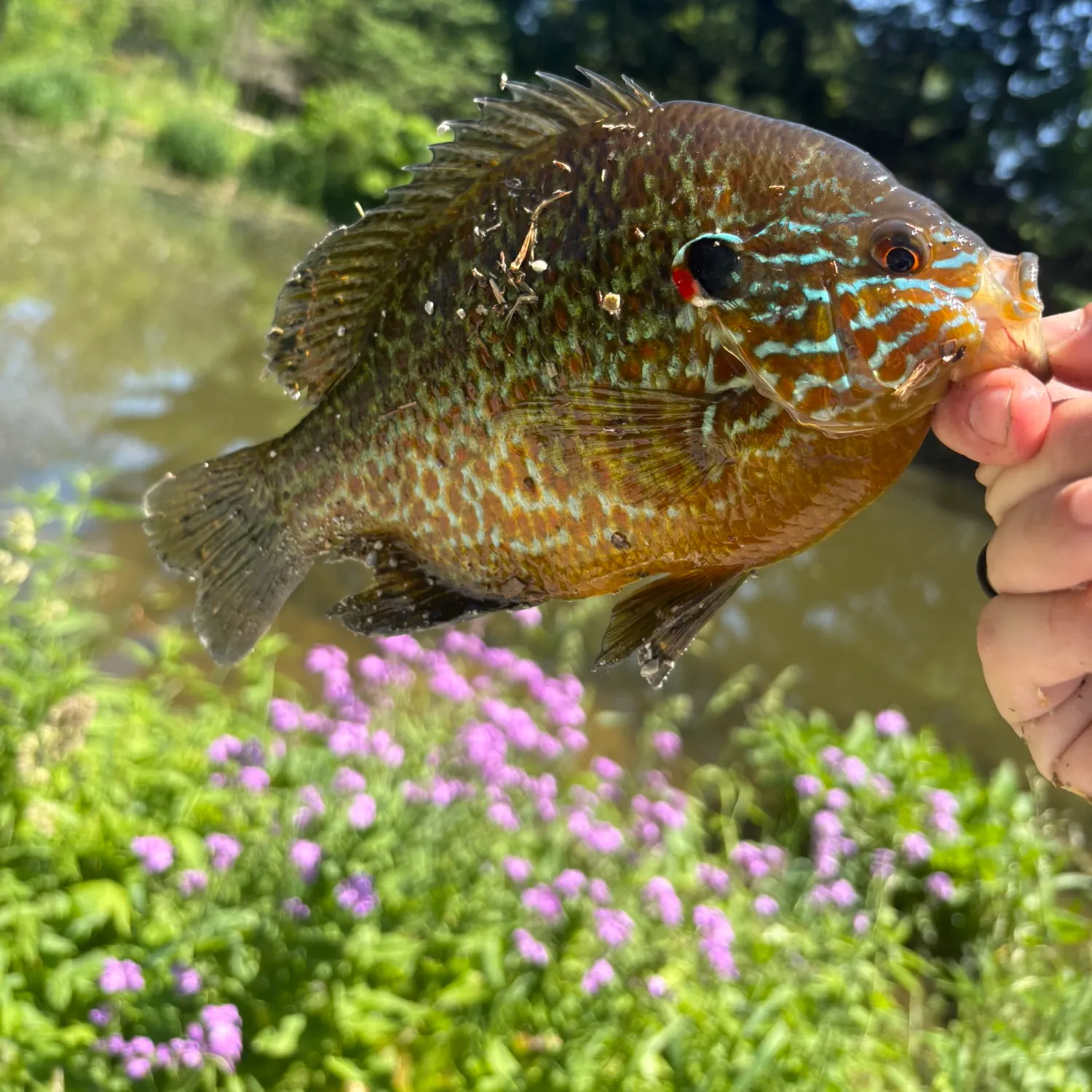 The most recent Pumpkinseed catches on Fishbrain