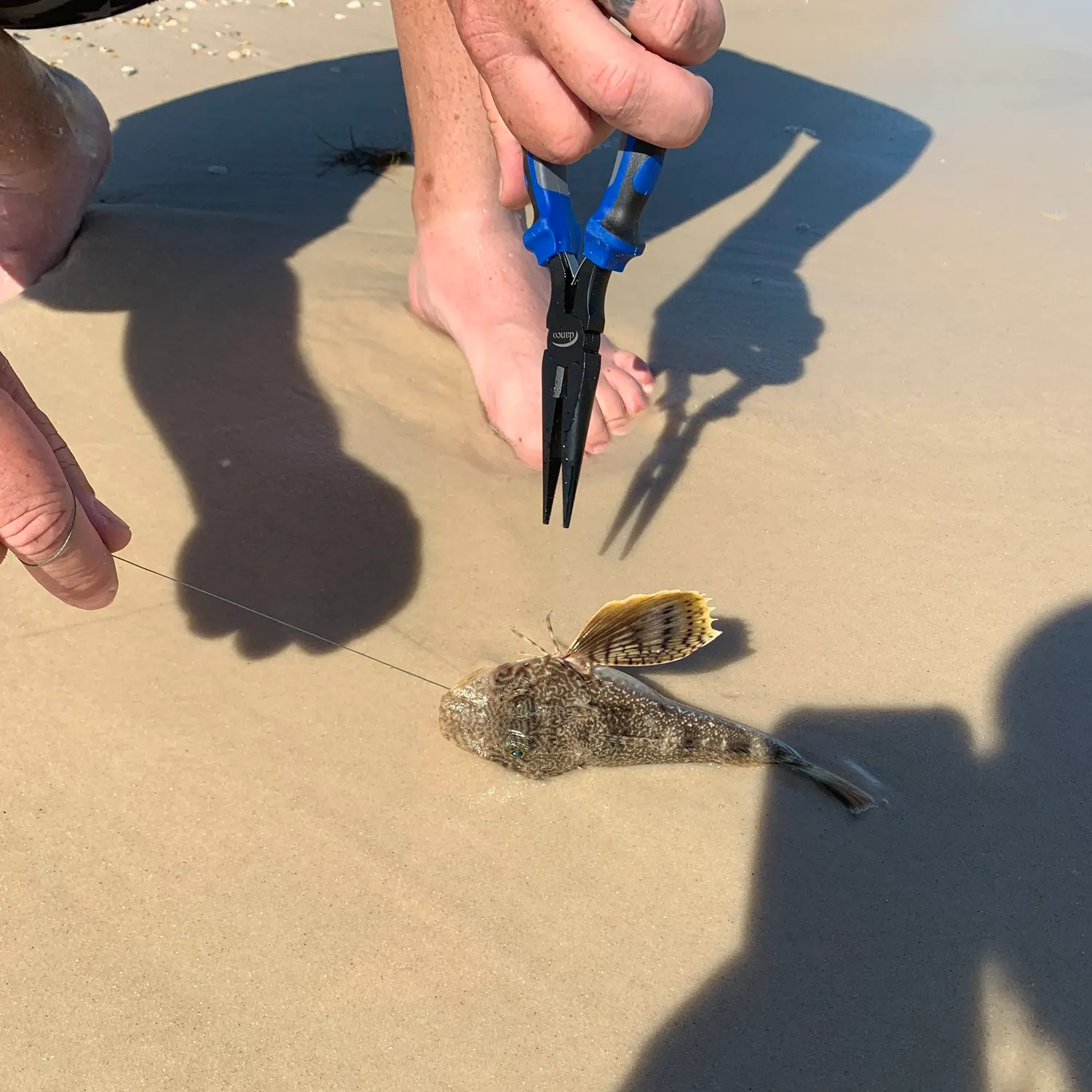 The most recent Gulf toadfish catches on Fishbrain