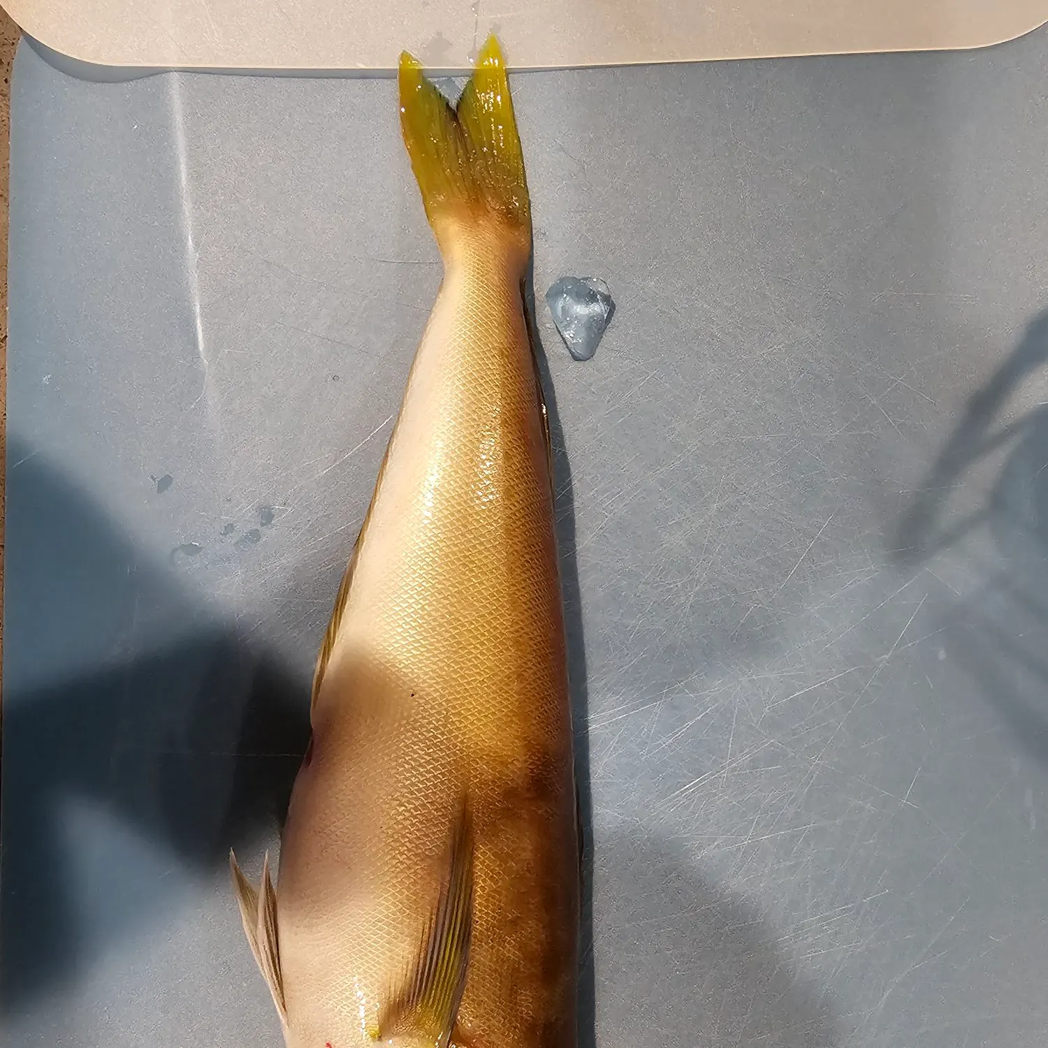 The most recent Ocean whitefish catches on Fishbrain