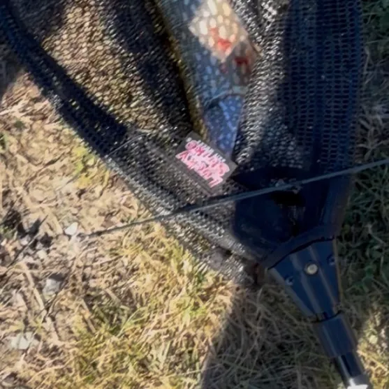 Northern pike caught on Fishbrain