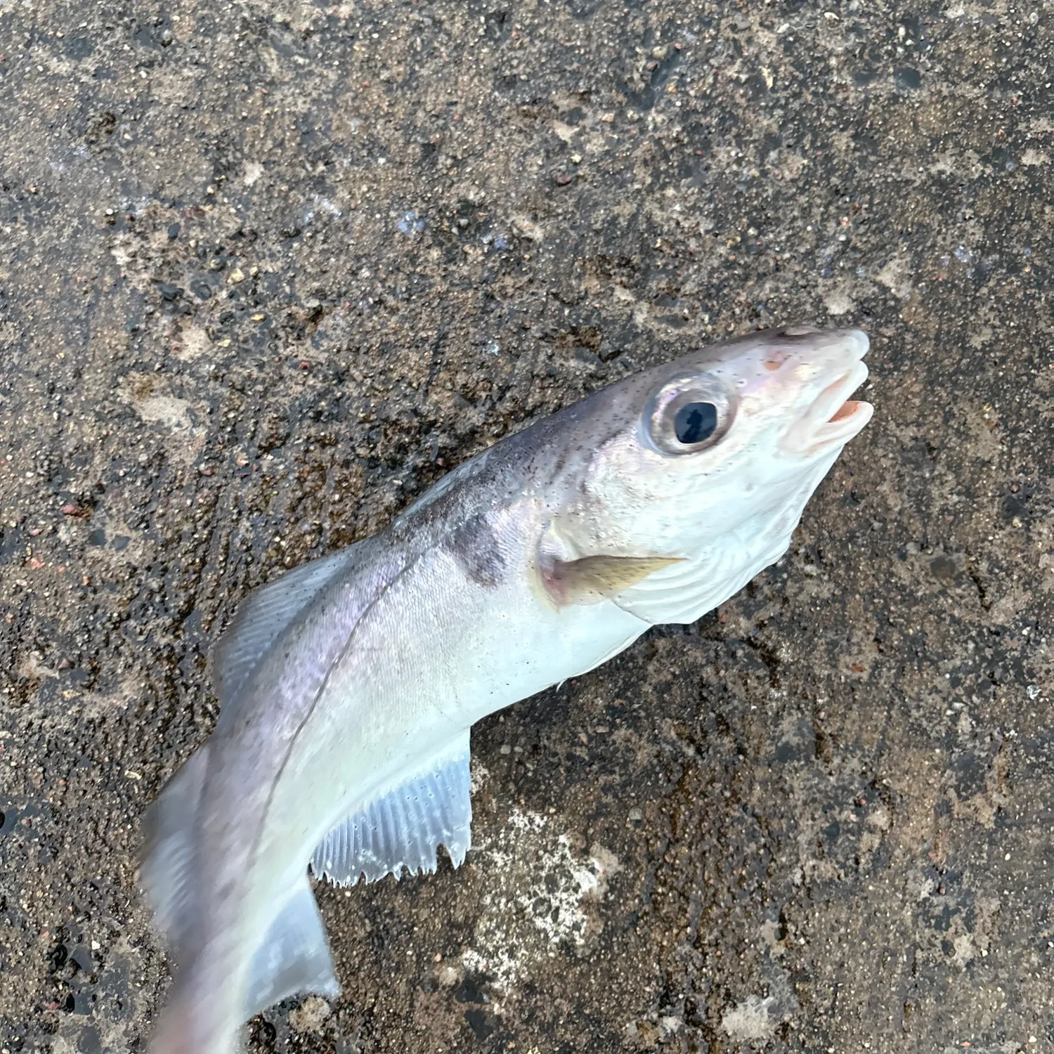 The most recent Haddock catches on Fishbrain