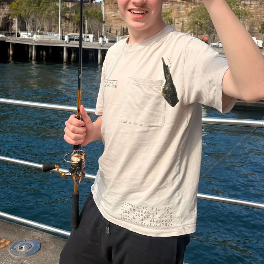 The most recent Reticulated pufferfish catches on Fishbrain
