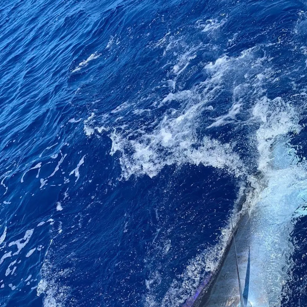 The most recent Atlantic blue marlin catches on Fishbrain