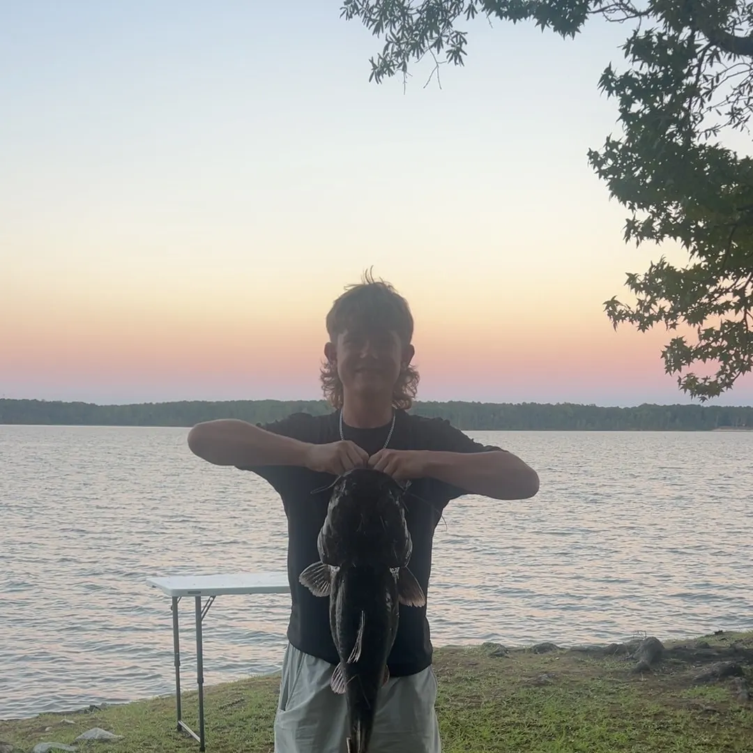 Flathead catfish caught on Fishbrain