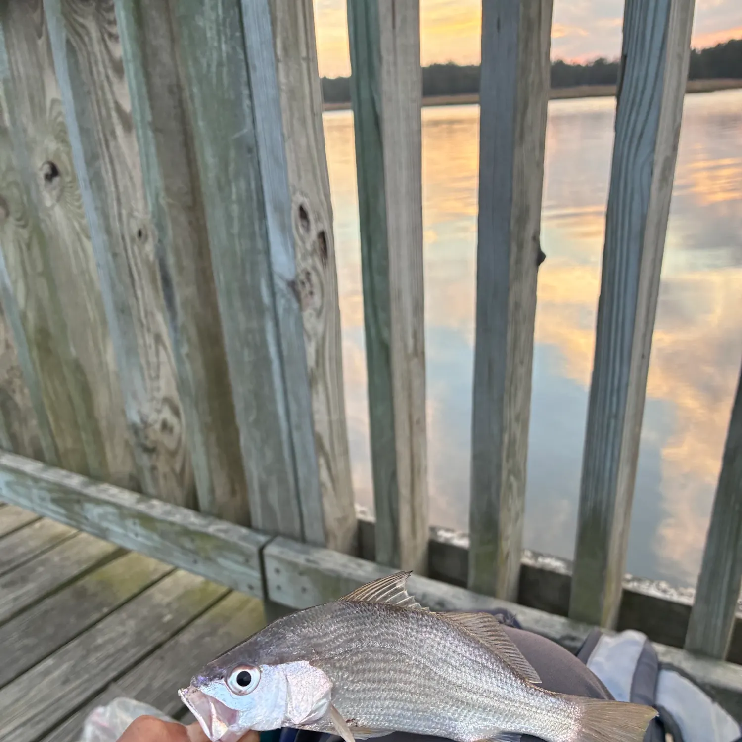 Silver perch caught on Fishbrain