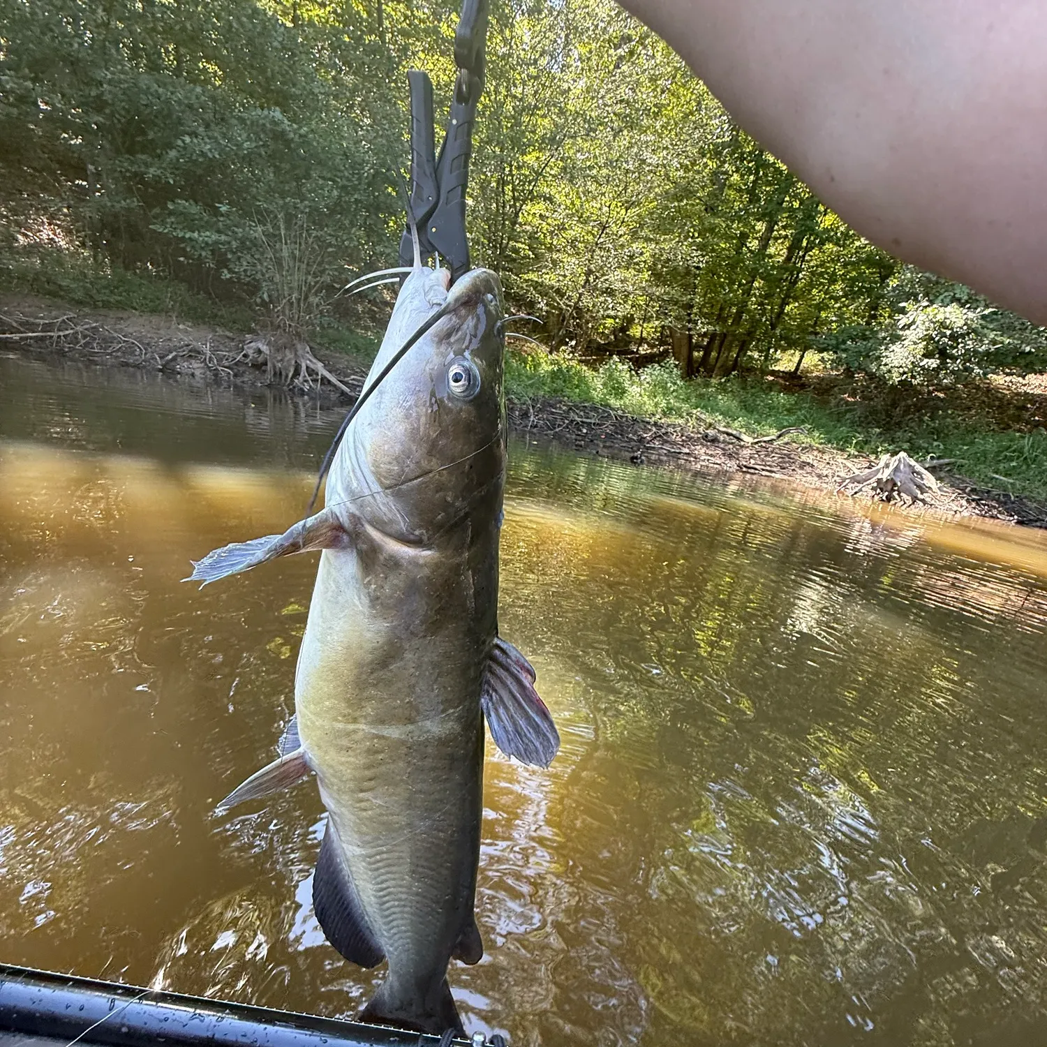 Channel catfish caught on Fishbrain