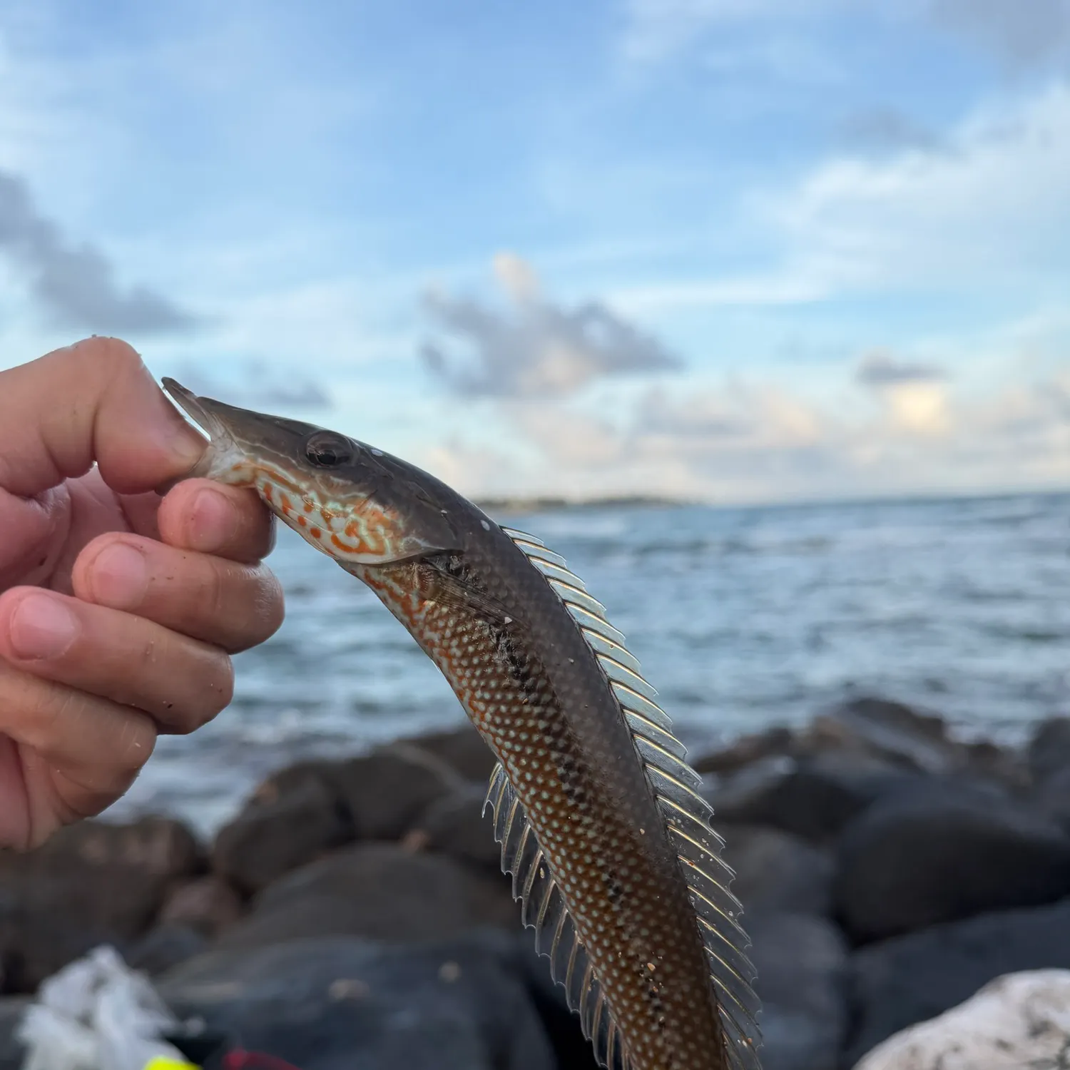 The most recent Cigar wrasse catches on Fishbrain