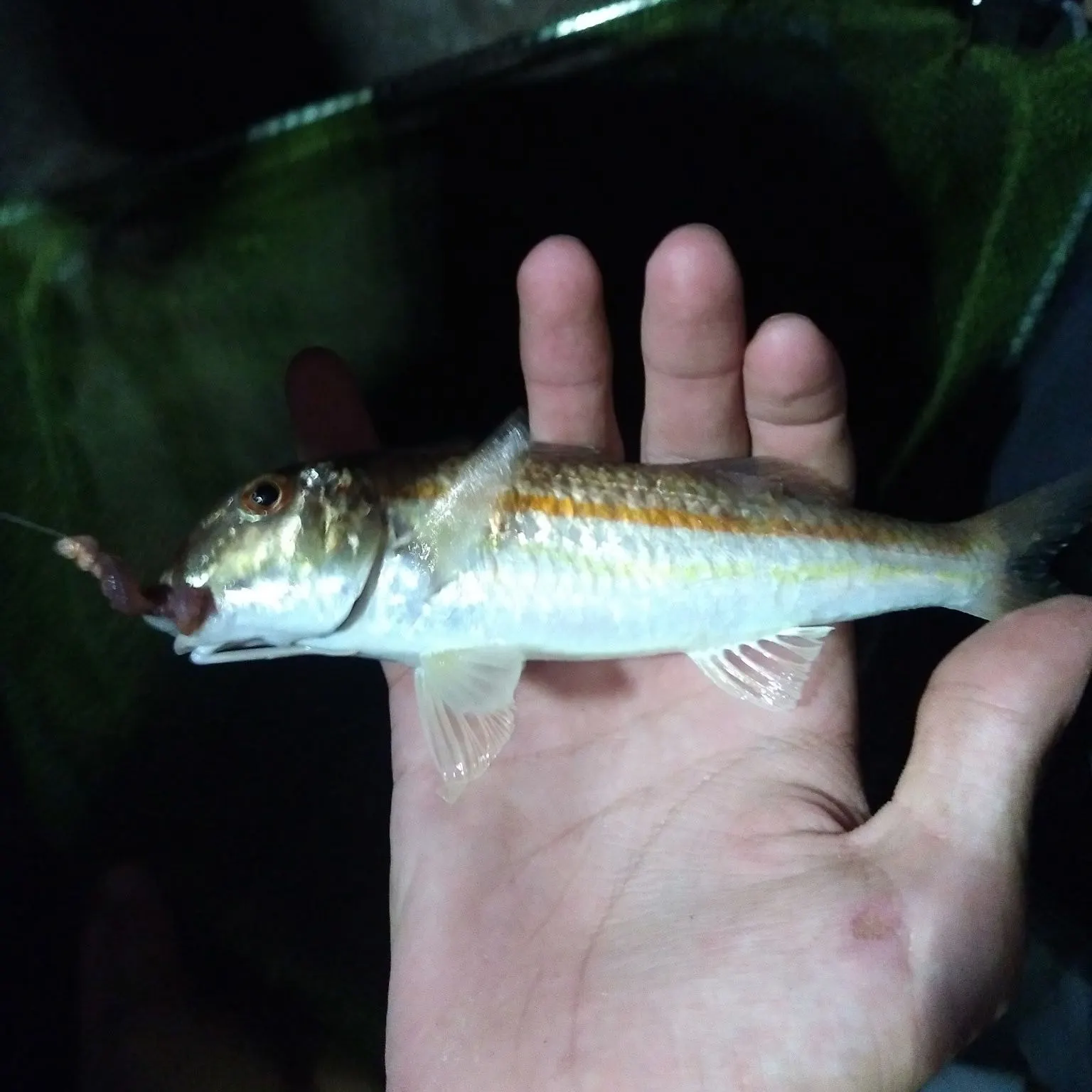 The most recent Striped red mullet catches on Fishbrain