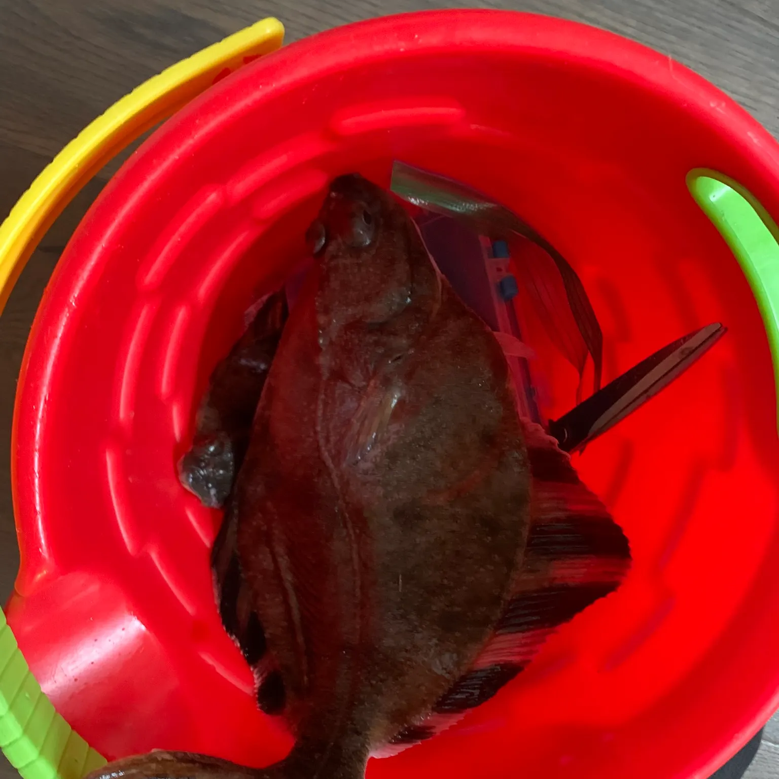 The most recent Starry flounder catches on Fishbrain