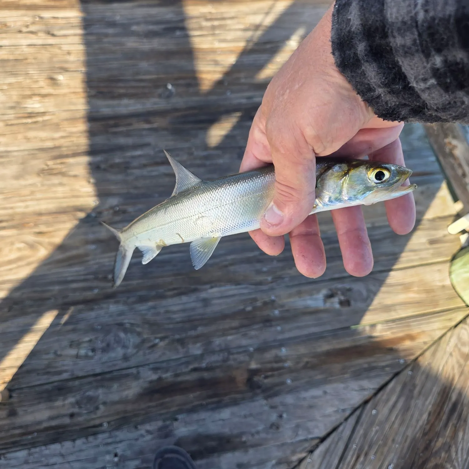 The most recent Ladyfish catches on Fishbrain