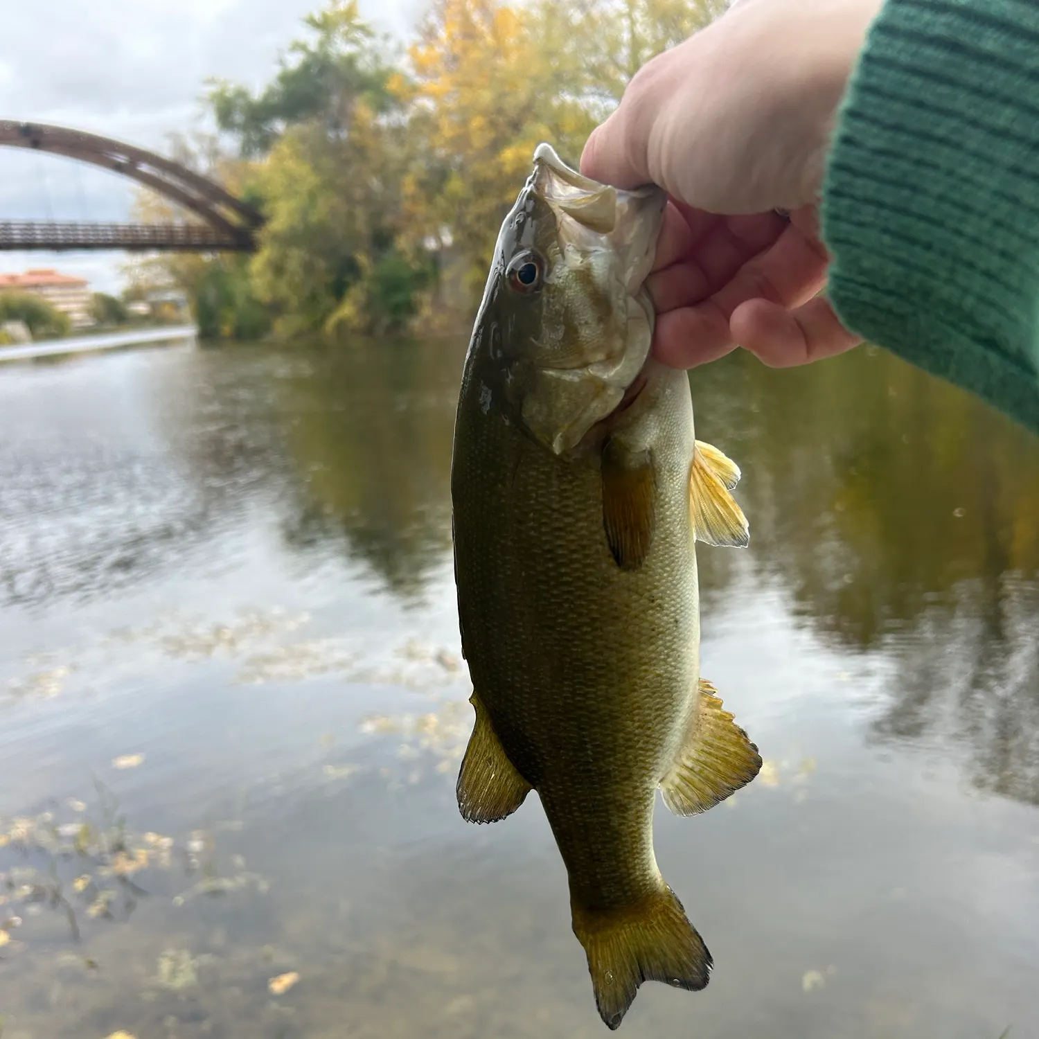 Smallmouth bass caught on Fishbrain