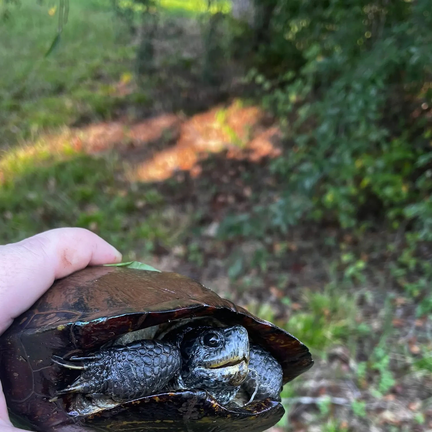 Eastern musk turtle caught on Fishbrain