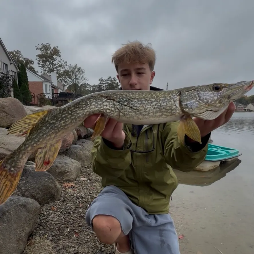Northern pike caught on Fishbrain