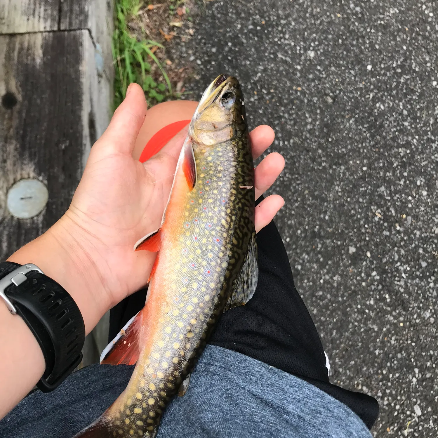 Brook trout caught on Fishbrain