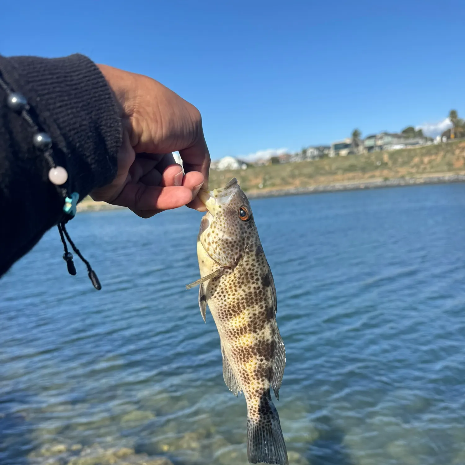 The most recent Spotted sand bass catches on Fishbrain