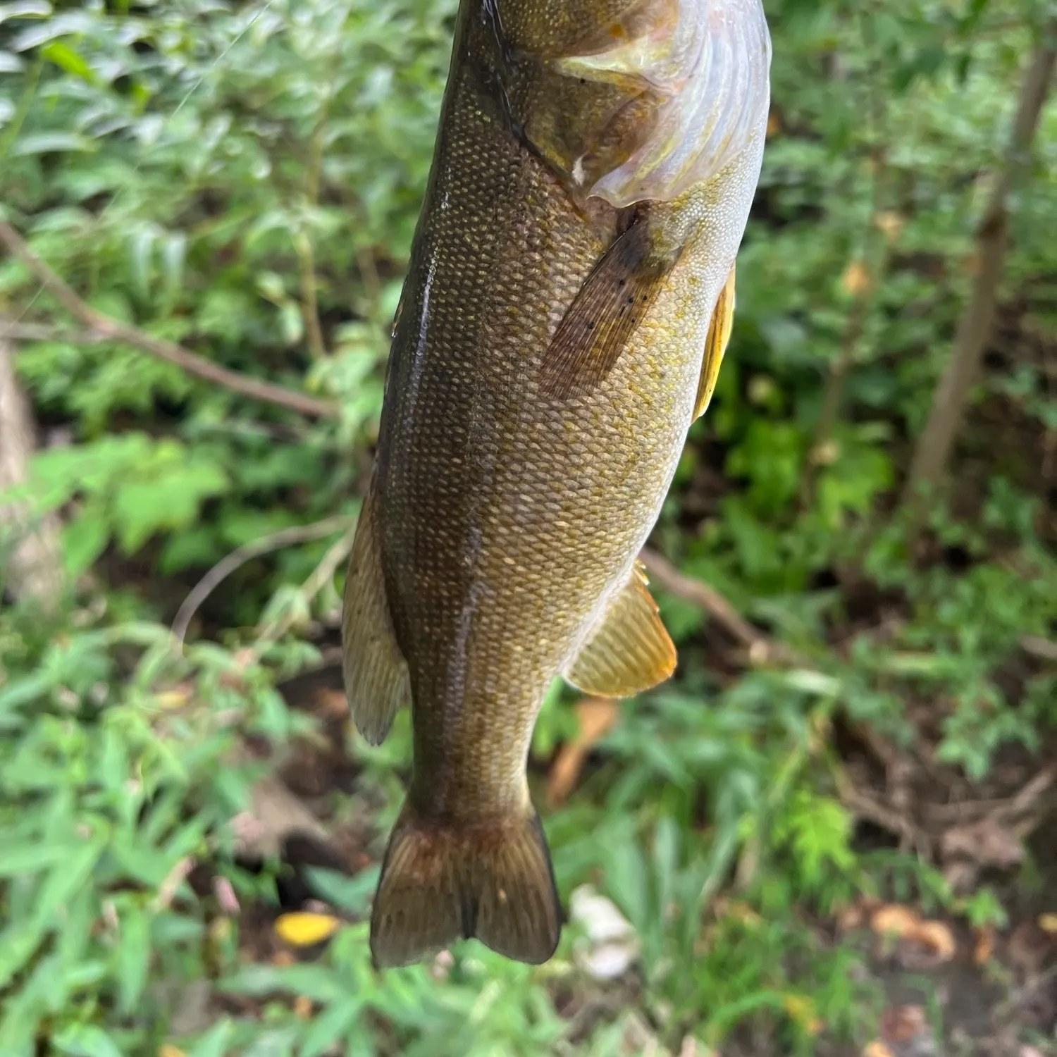 Smallmouth bass caught on Fishbrain