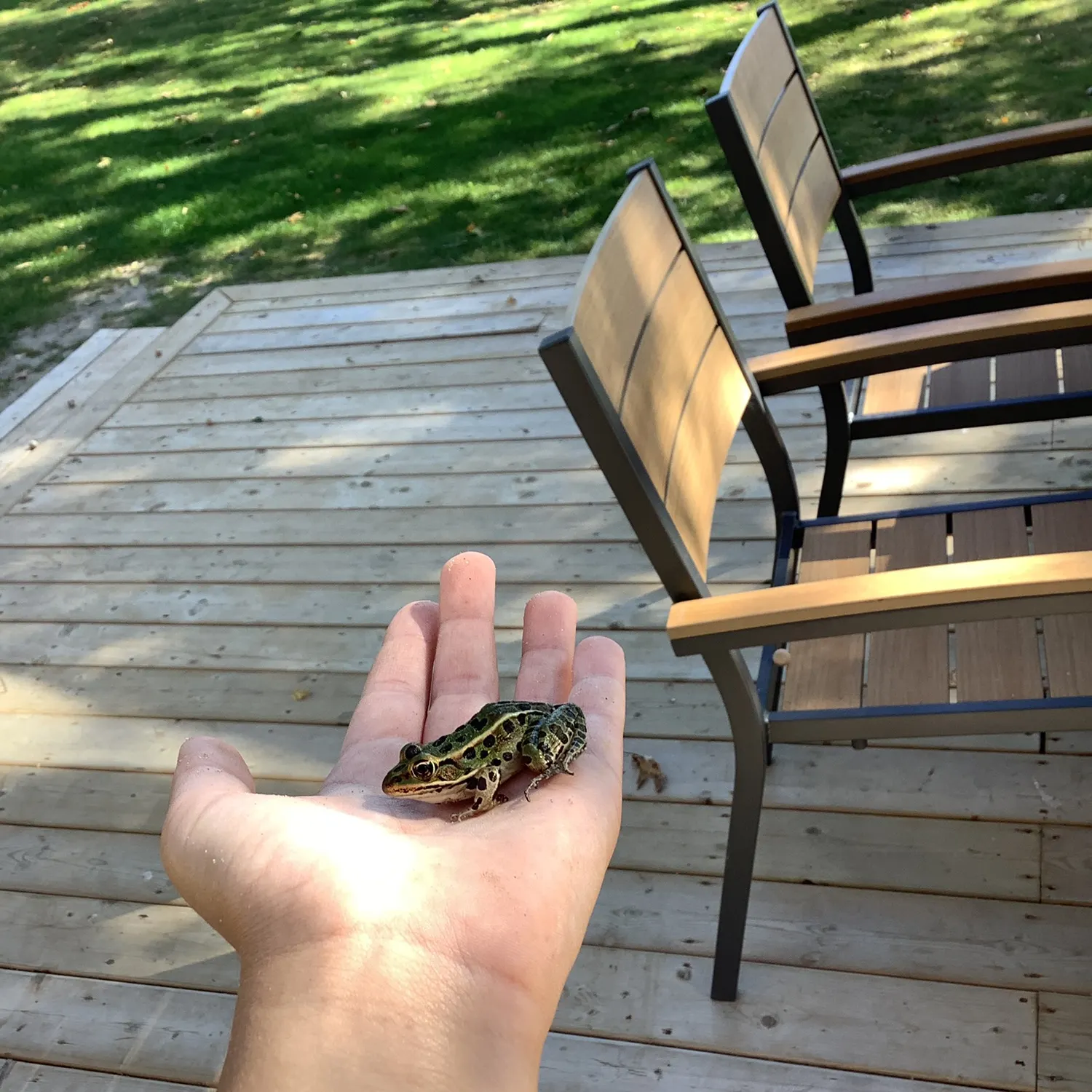 Northern leopard frog caught on Fishbrain