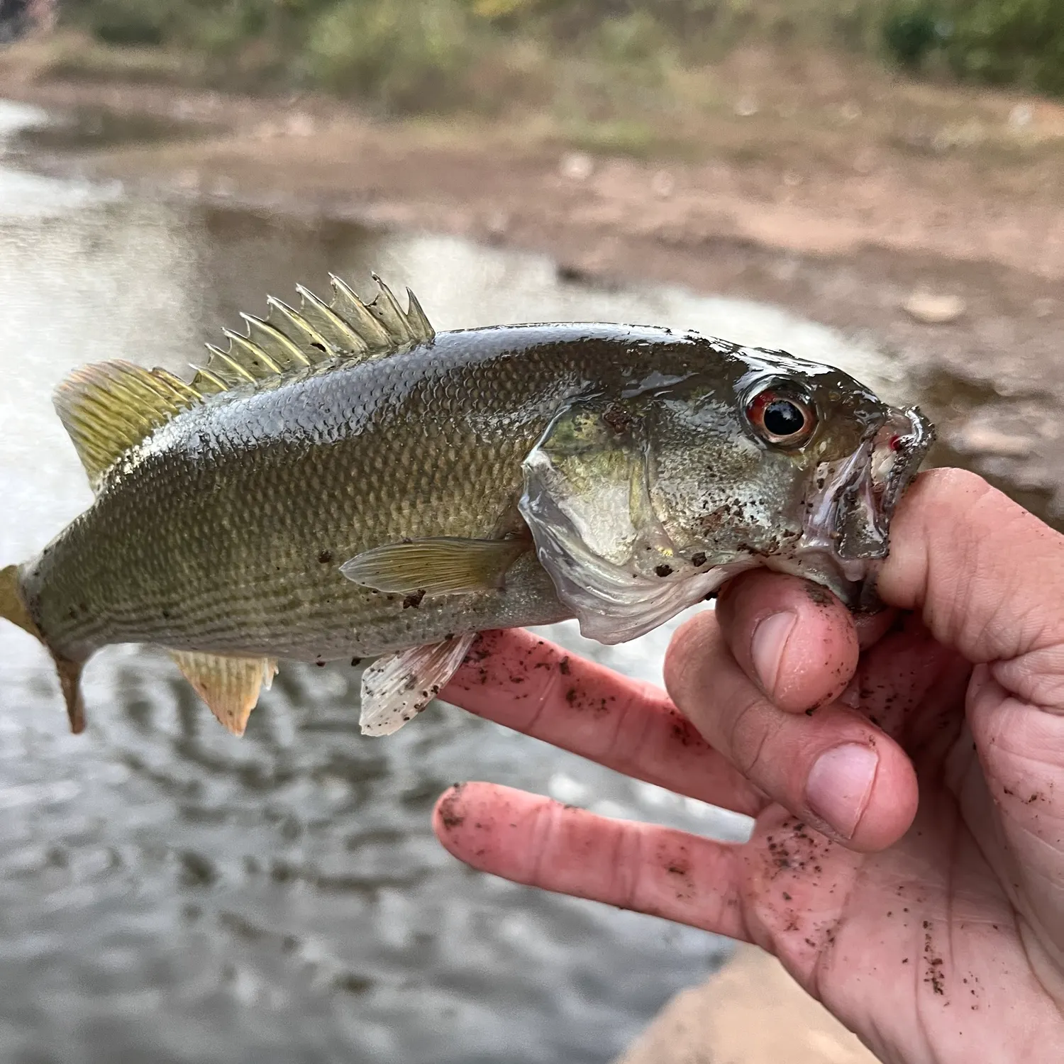 Redeye bass caught on Fishbrain
