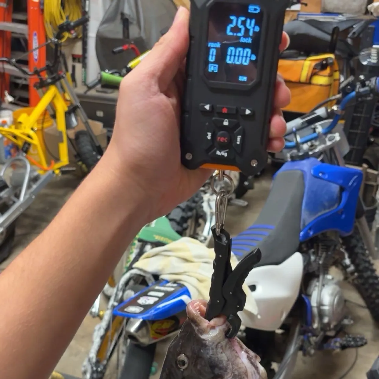 Tautog caught on Fishbrain