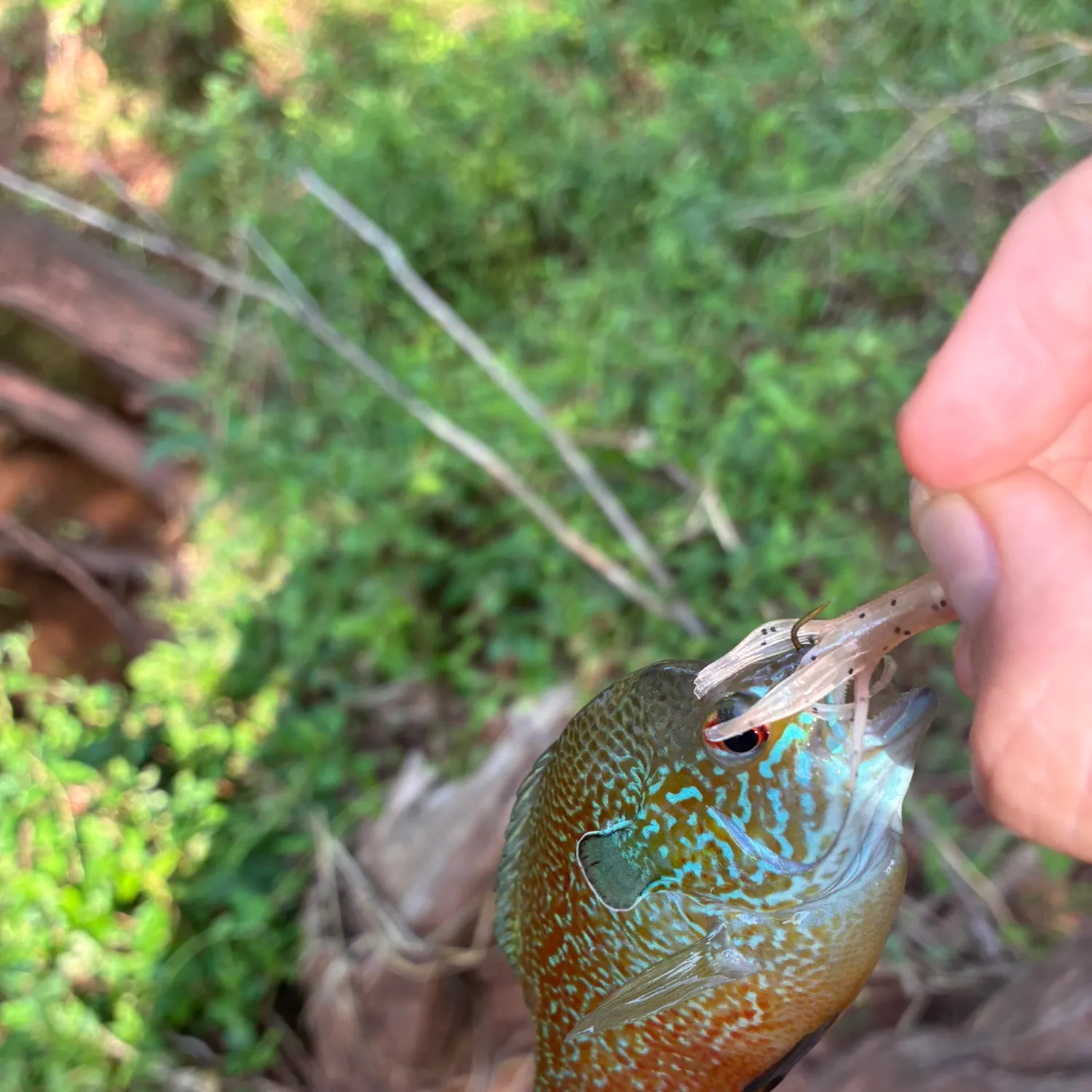 Redbreast sunfish caught on Fishbrain