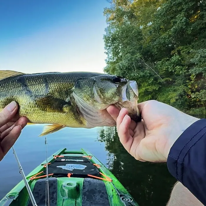 Largemouth bass caught on Fishbrain
