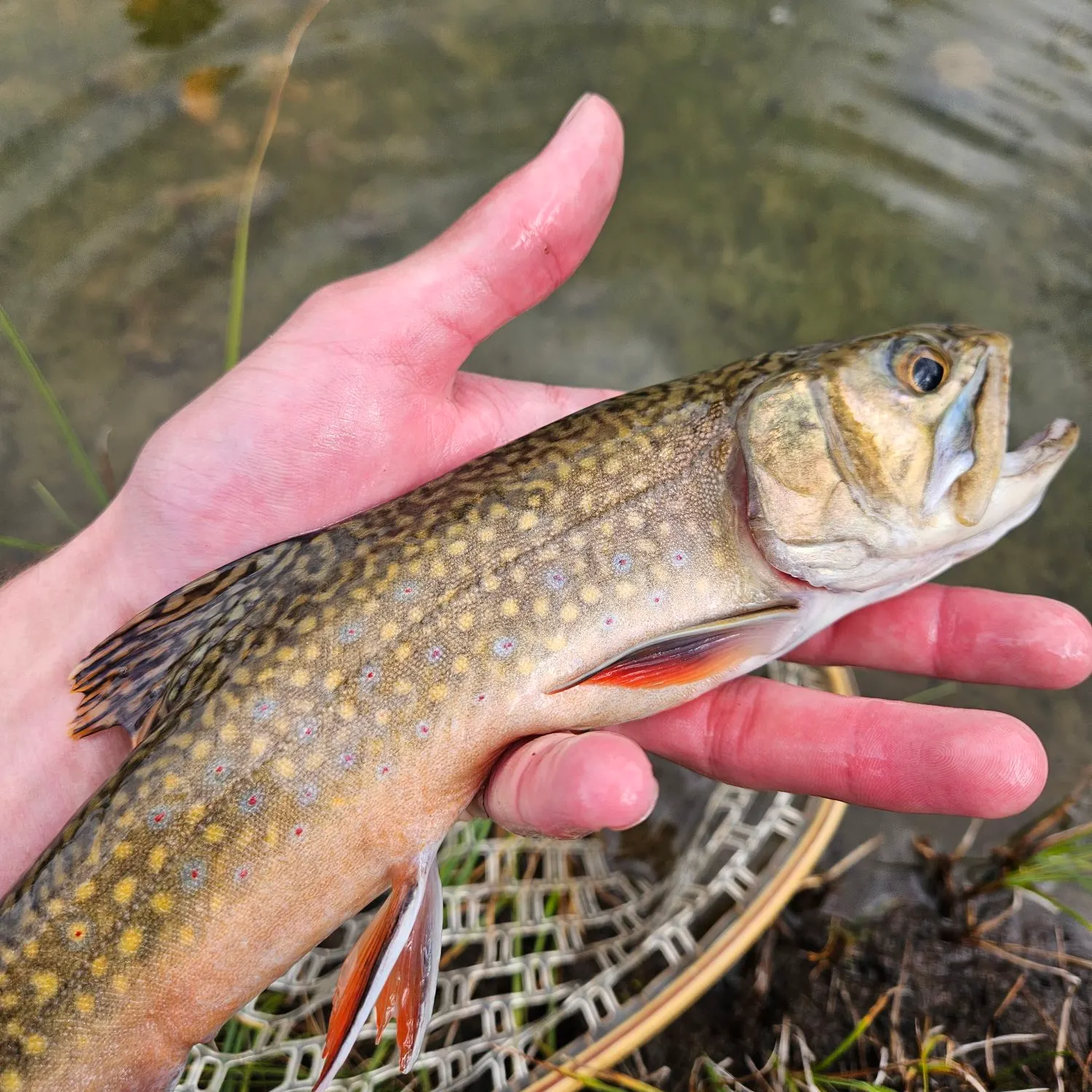 Brook trout caught on Fishbrain