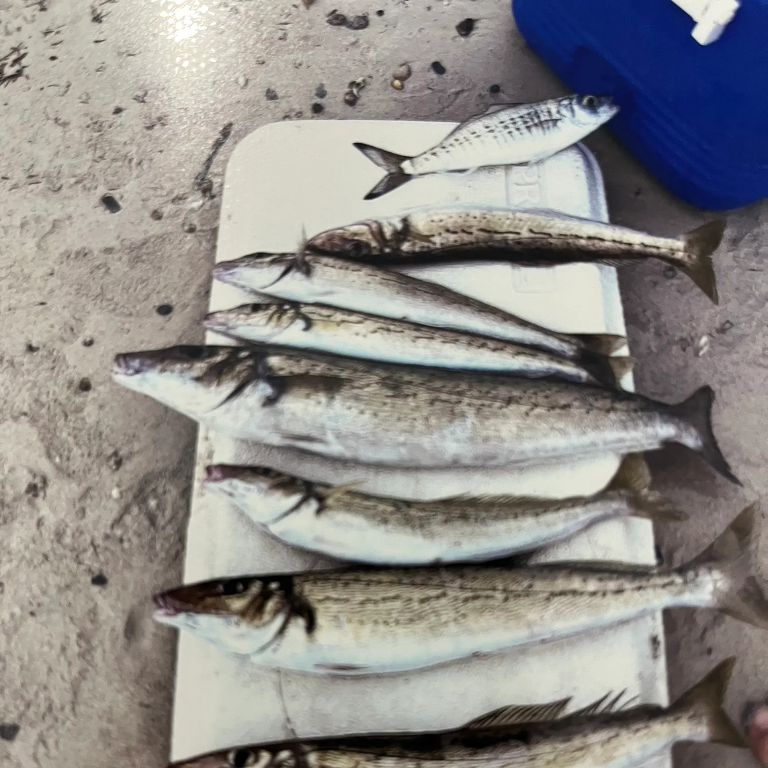 The most recent Sand sillago catches on Fishbrain