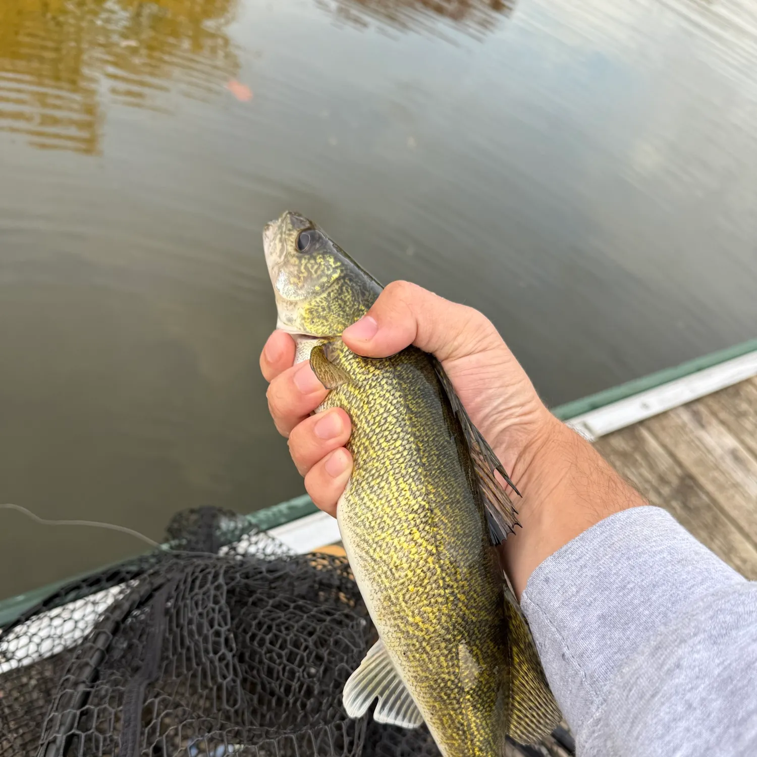 Walleye caught on Fishbrain