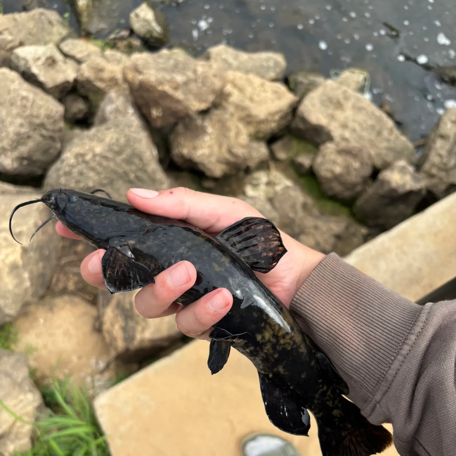 The most recent Flathead catfish catches on Fishbrain
