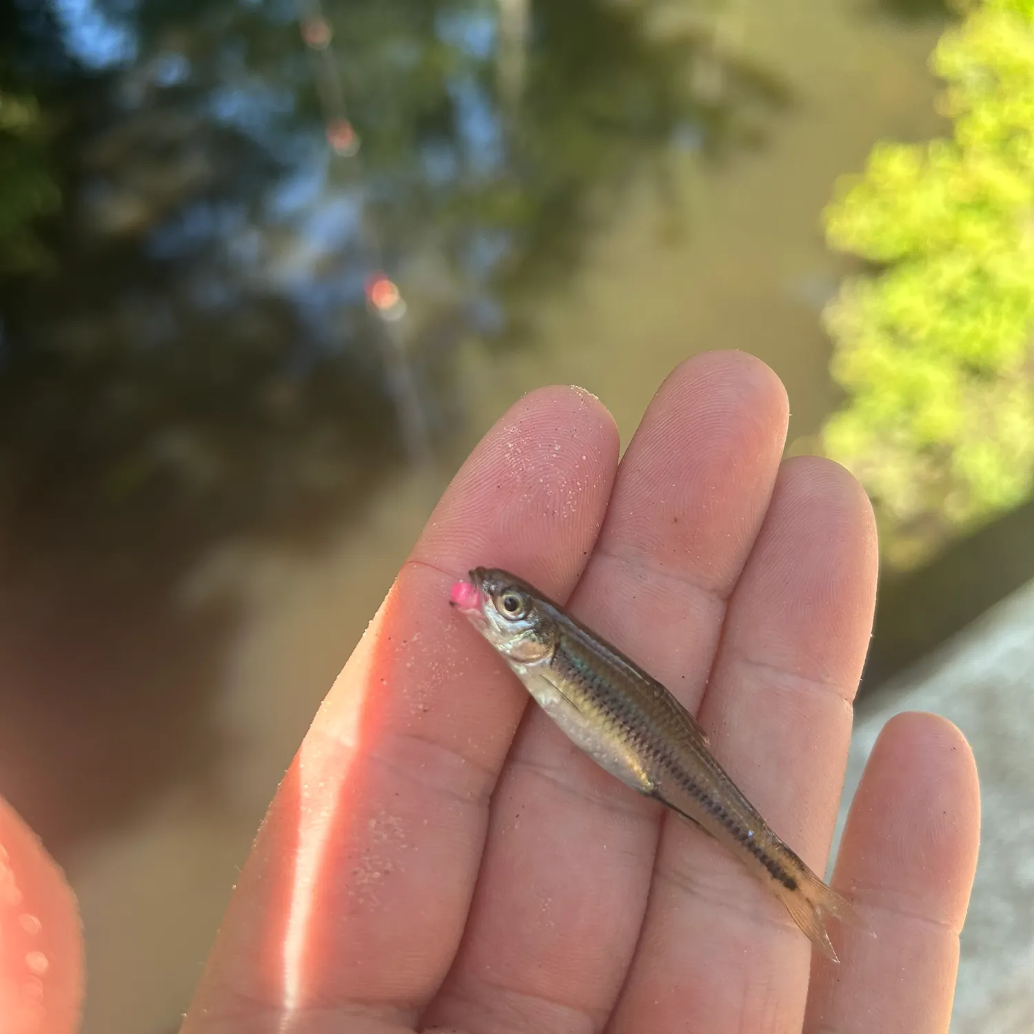 The most recent Weed shiner catches on Fishbrain