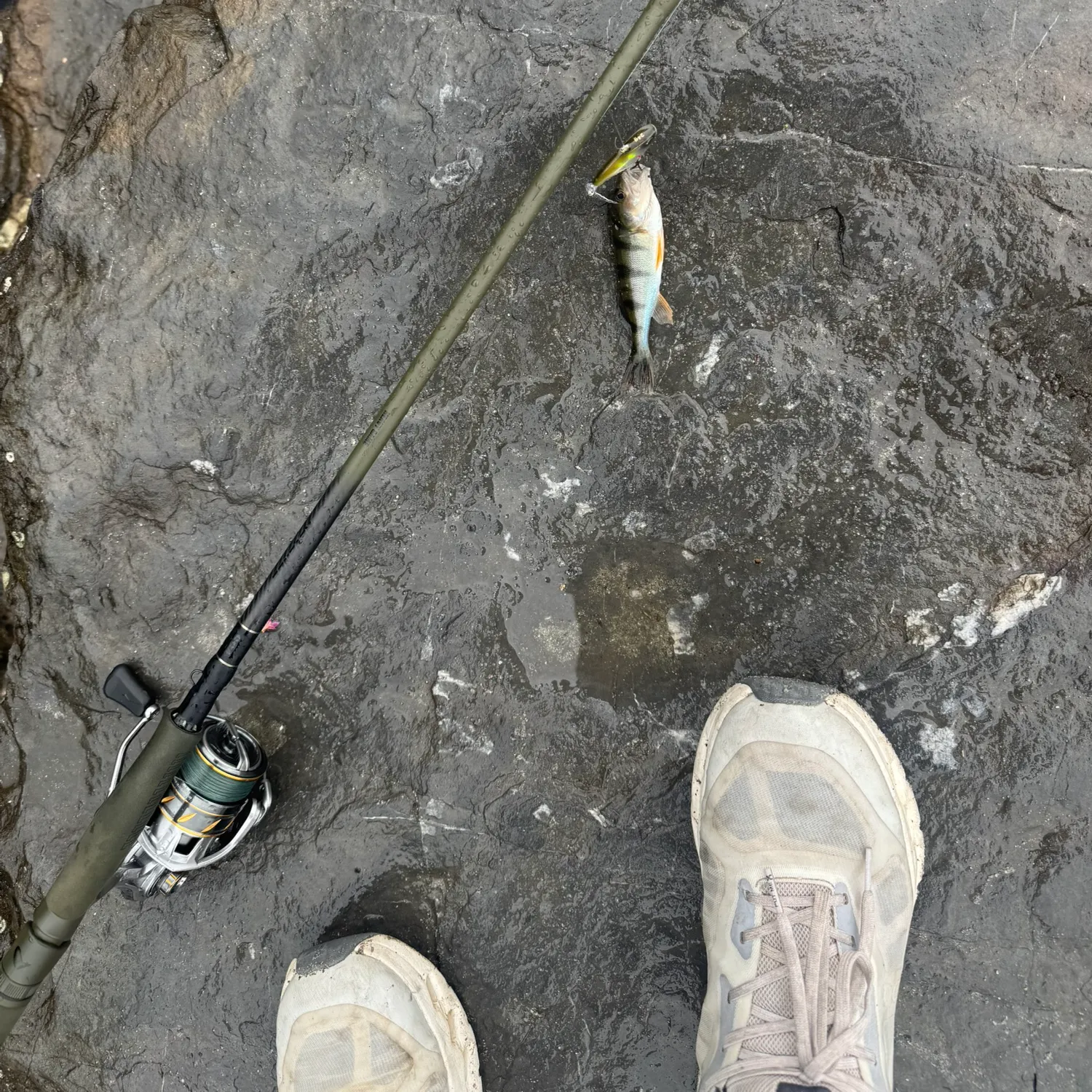 European perch caught on Fishbrain