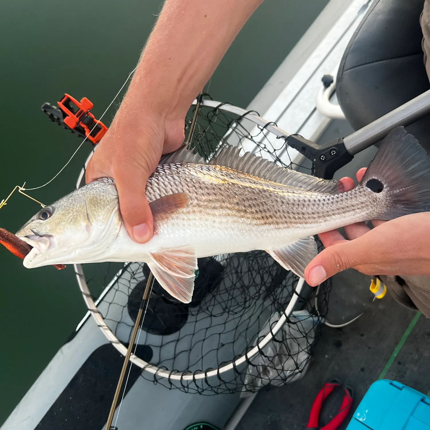 Red drum caught on Fishbrain