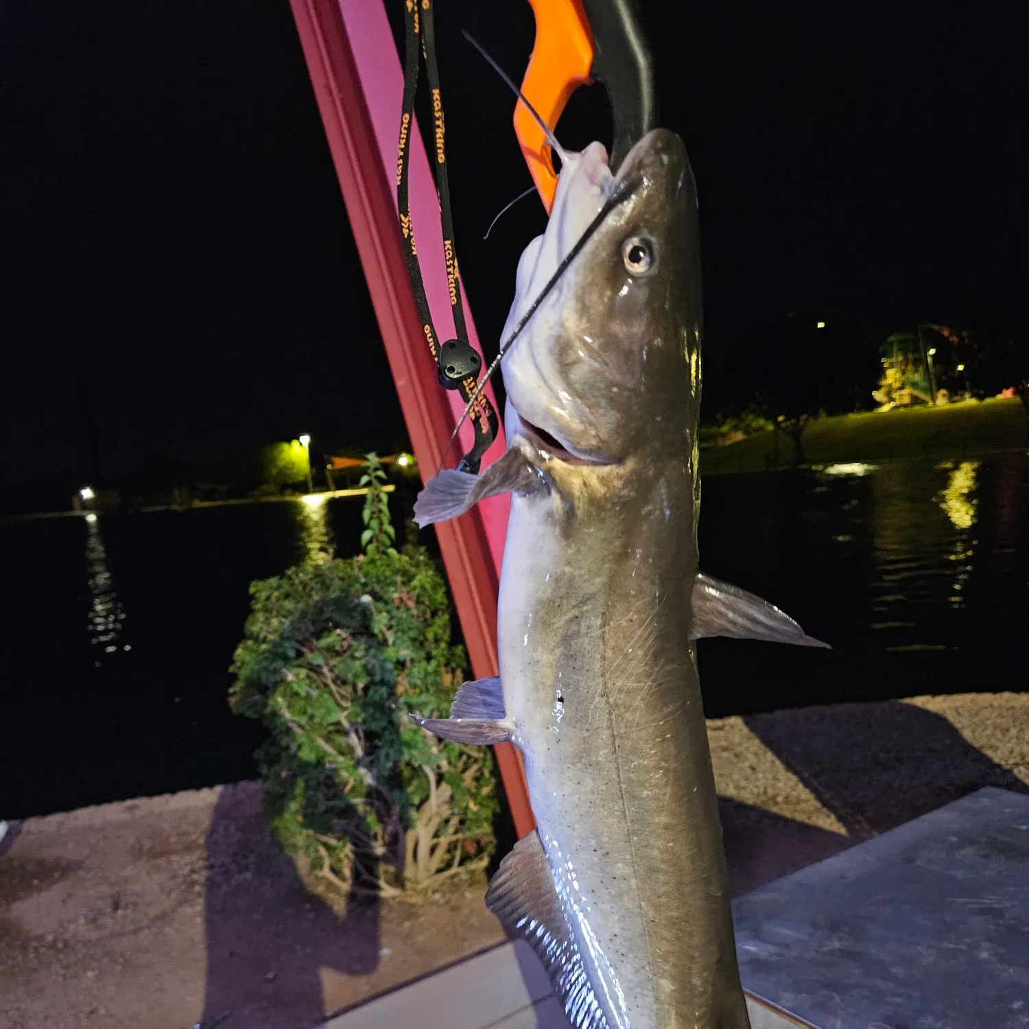 Channel catfish caught on Fishbrain