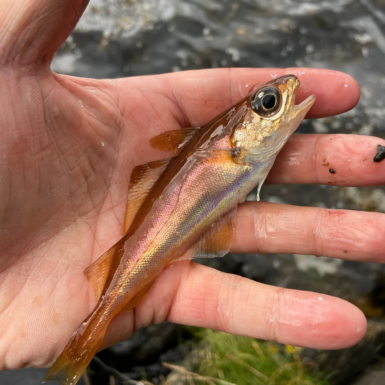 The most recent Poor cod catches on Fishbrain