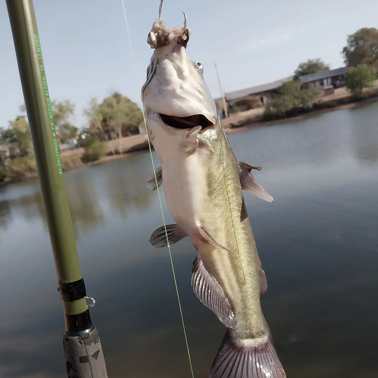 Channel catfish caught on Fishbrain